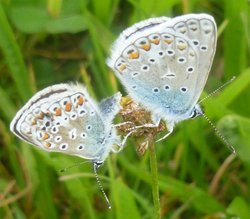 Plebejus argus.JPG