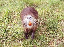 Nutria-16.jpg