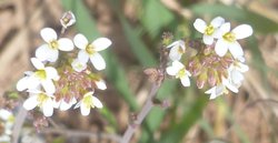 P1380083 Acker-Schmalwand Blüten.JPG