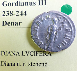 Gordidiana2.jpg