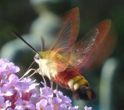 Taubenschwänzchen.jpg