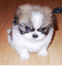 thumb_angry-dog-37828421.png