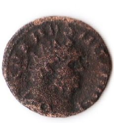 Carausius1.jpg