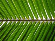 180px-Palm_frond.jpg