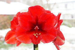 Amaryllis Weihnachten 2009 006b.jpg