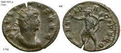 gallienus marti pacifero3.jpg