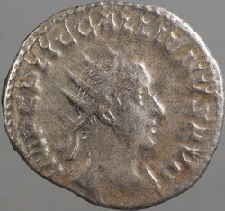 gallienus_goebl96q_av.jpg