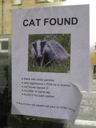 Cat found.jpg