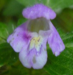 Lippenblütler Blüte violett.JPG