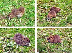 Nutria-Übersicht-3.jpg