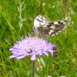 P1100028.jpg