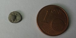 Schildiaver.2.jpg