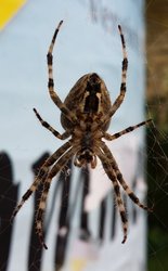 Spinne(Gartenkreuzspinne)-02.jpg