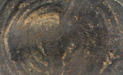 VOCARAF rv. Fingerabdrücke 2 (NF).jpg
