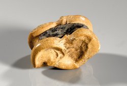 Astragalos m. Blei,Hirsch 295,14,1190.jpg