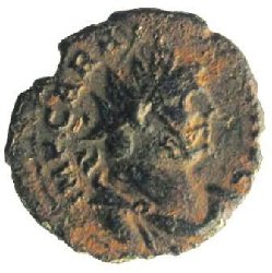 carausius 20.jpg