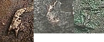 comp_531 Gallienus.jpg