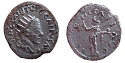 Treb.Gallus.jpg