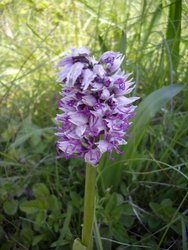 IMGP6171 Orchis simia.JPG