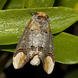 300px-Phalera.bucephala.7189.jpg