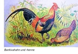 bankivahuhn.jpg