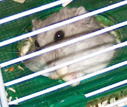 Hamster Nomi.jpg