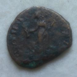 Carausius.jpg