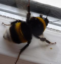 DSC08165 Große Erdhummel.JPG