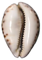 Cypraea_tigris_#1.jpg