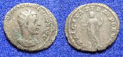 macrinus-ant-3.JPG