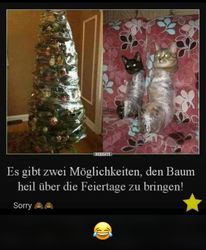 Katzen.jpg