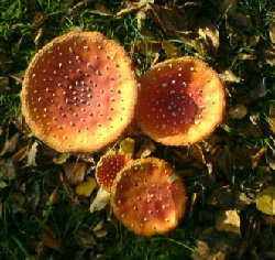 Fliegenpilz.jpg