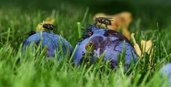 Fliegen auf Zwetschgen im Gras 14Aug. 15 2023.jpeg