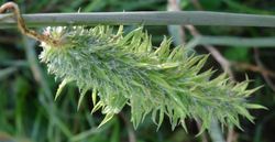 Phleum pratense Viviparie_klein.JPG