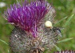 DSC06704 Misumena vatia_klein.JPG