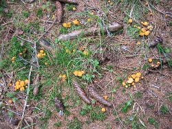eierschwammerl1 070707.jpg