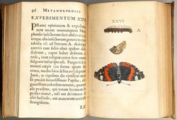 D GOEDARDO Bd. 1 c 119.jpg