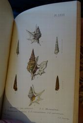 (3) Pl. 53.JPG