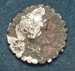 Serratus Subaerat 1, av (1).JPG