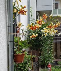 20250711_133739.jpg