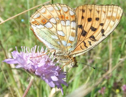 Argynnis niobe unterseite.JPG
