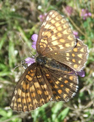Melitaea athalia oberseite 1.JPG