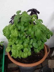 DSC00740.jpg