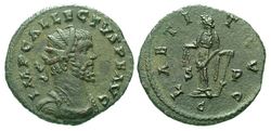 Laetitia_allectus_76.jpg