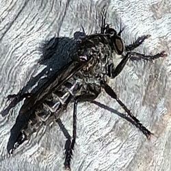 Fliege2.jpg