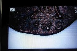 Theodora Beizeichen.jpg