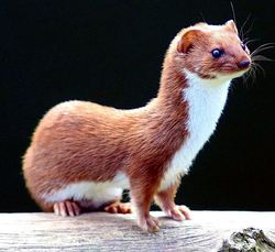 Mustela_nivalis.jpg