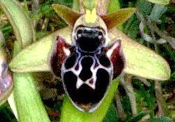 (2) Ophrys_kotschyi_Zypern.jpg