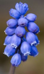 (3) Muscari.jpg