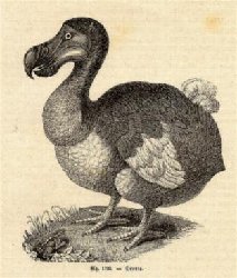 Dodo_1841.jpg